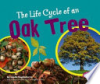 The_life_cycle_of_an_oak_tree