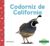 Codorniz_de_California__California_Quails_