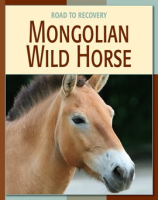 Mongolian_Wild_Horse