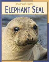 Elephant_Seal