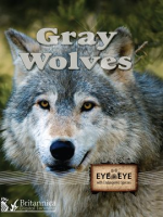 Gray_Wolves