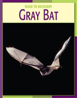 Gray_Bat